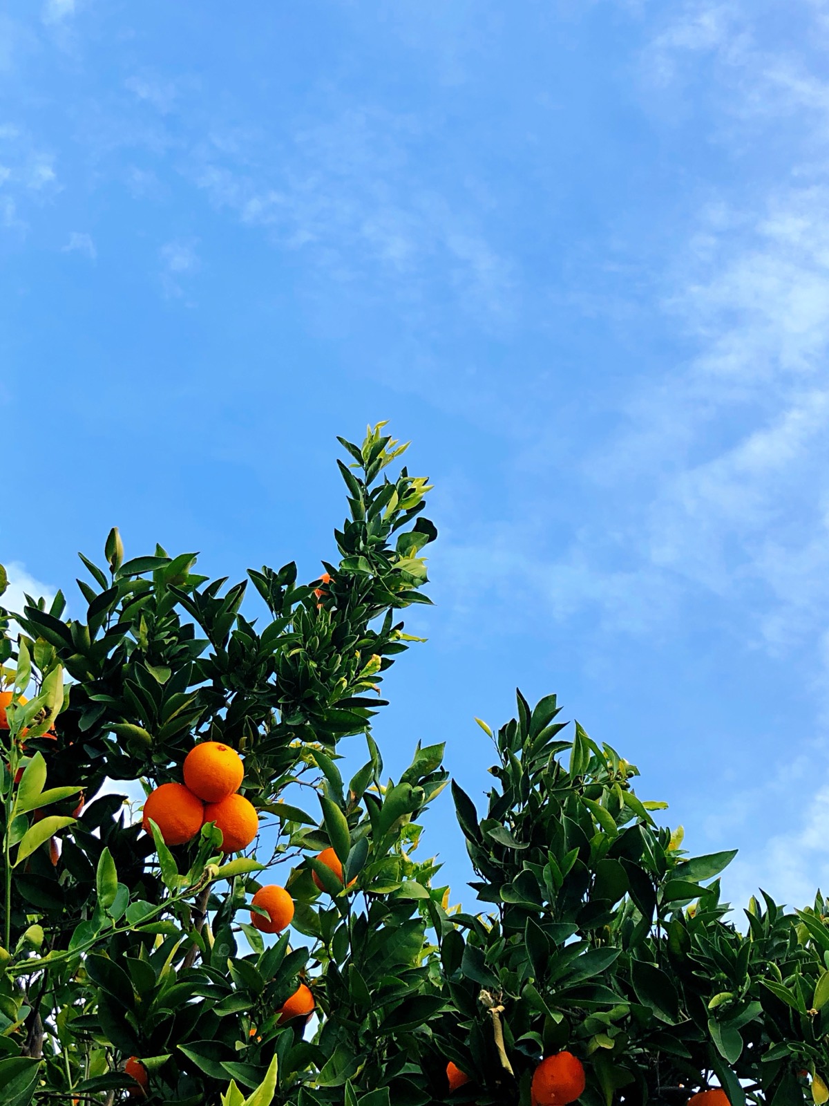 Oranges ripening on the tree against a blue sky