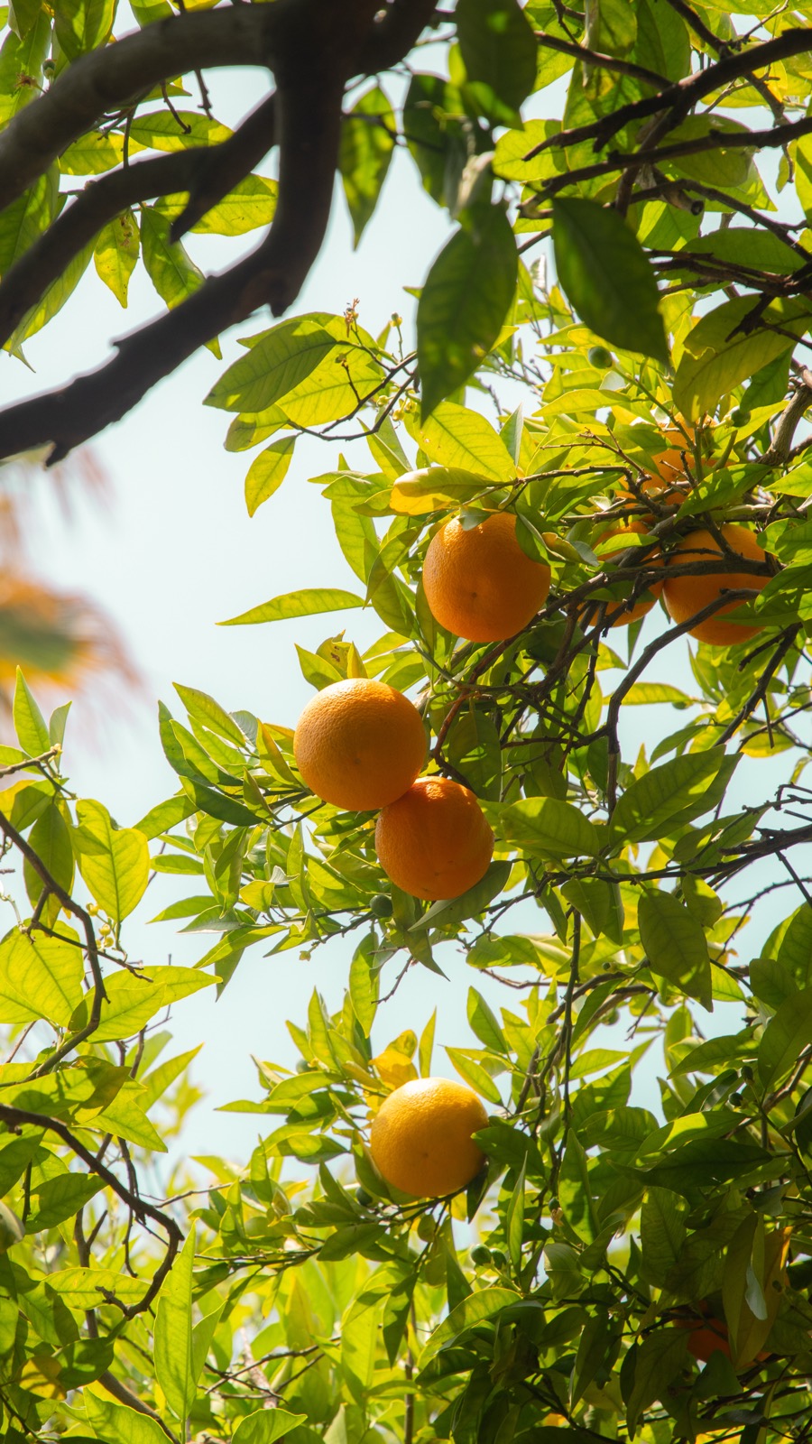 An orange tree bearing fruit in soft light