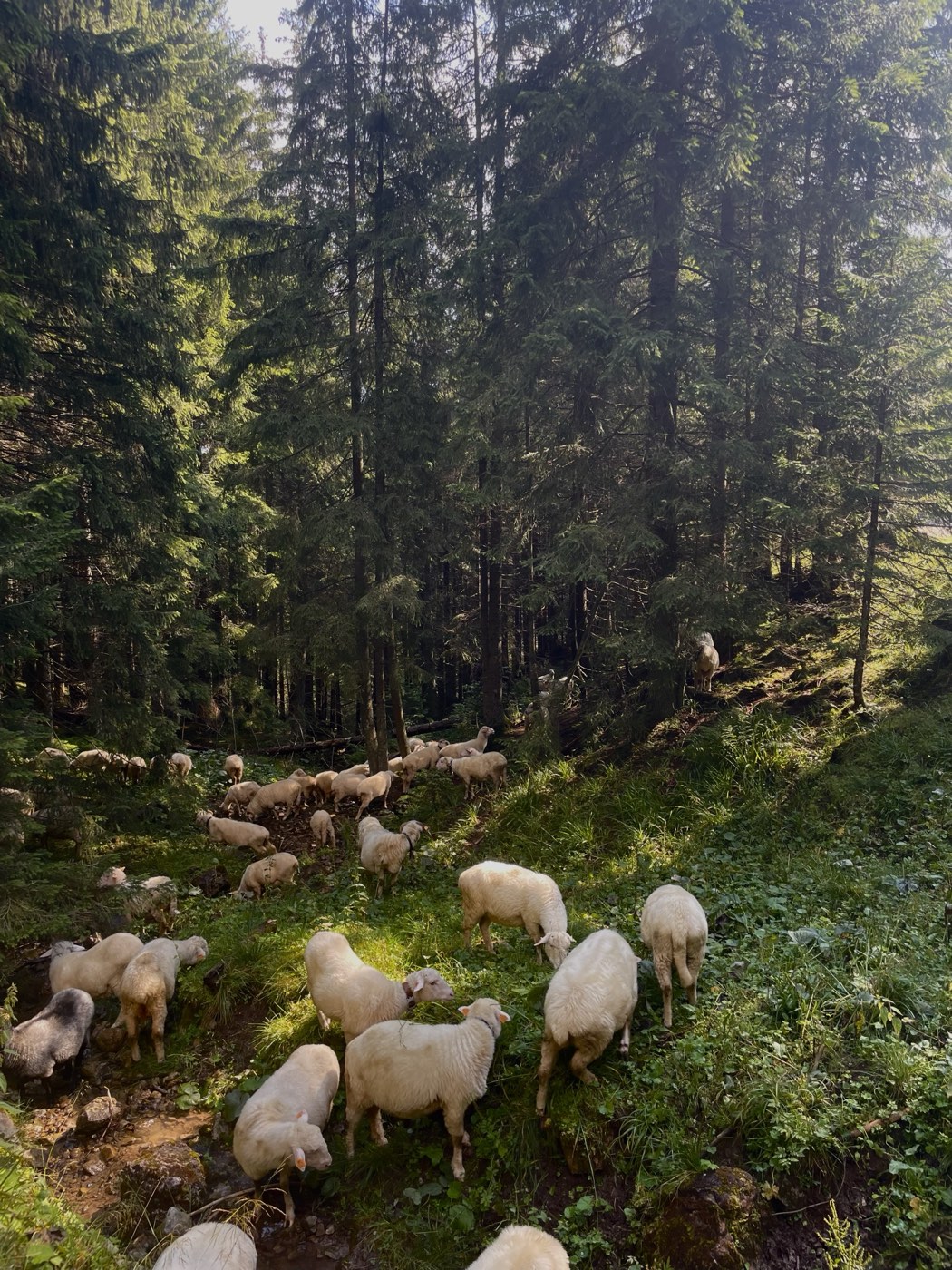 Sheep grazing in a green forest clearing