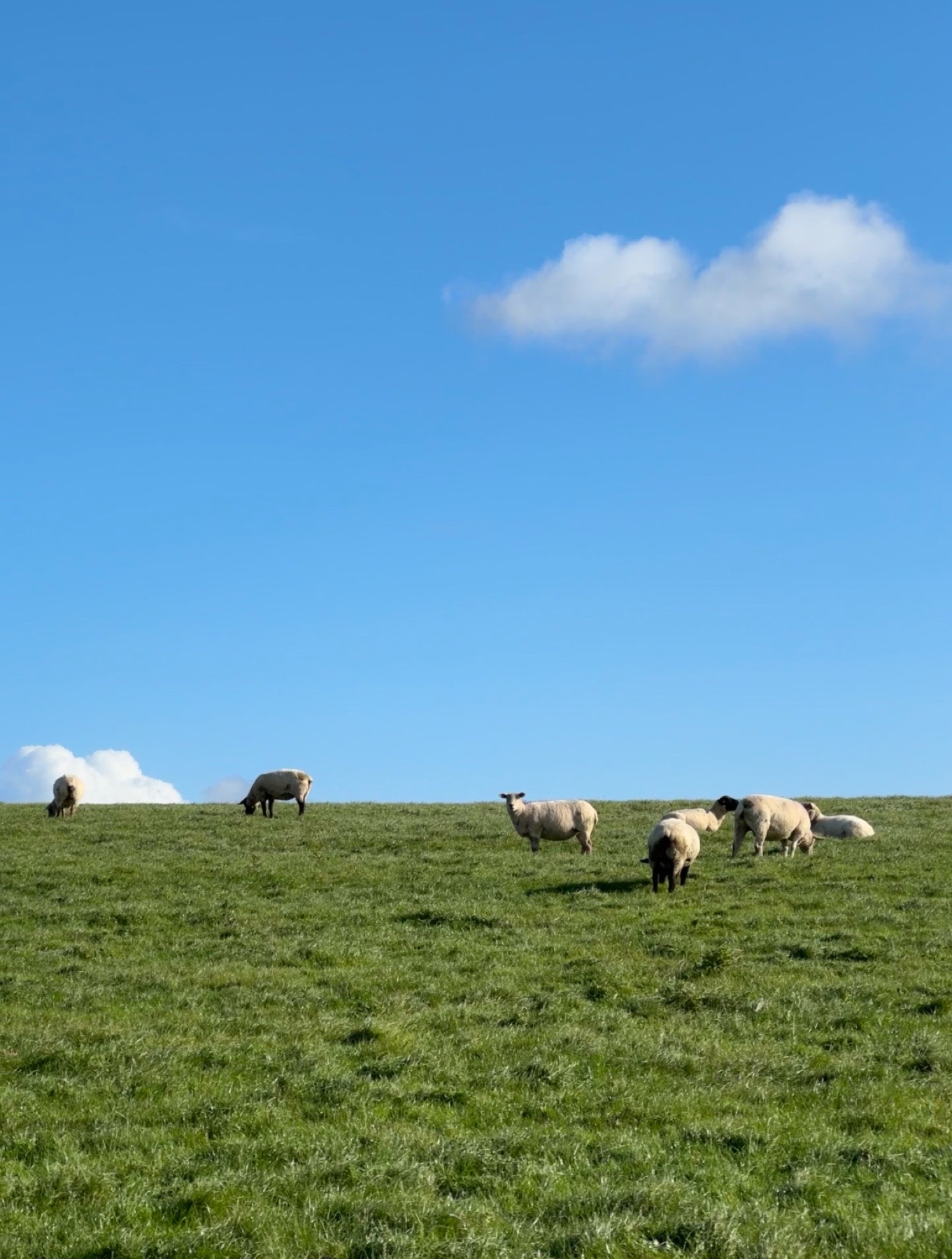 Sheep grazing on a green hillside