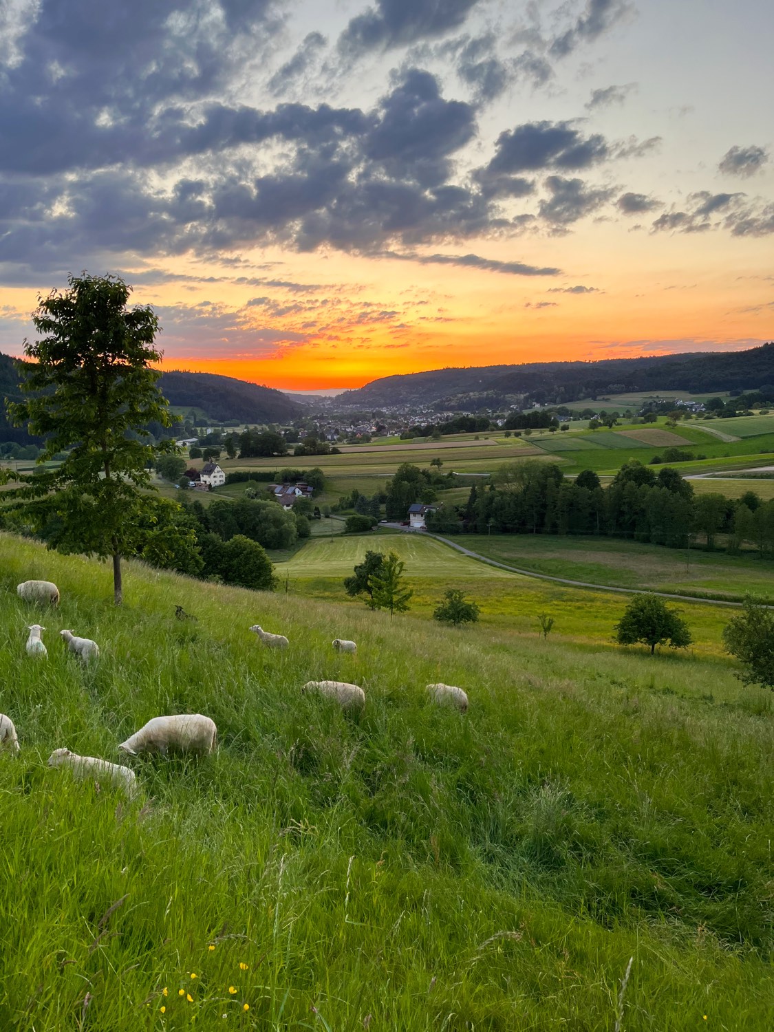 Sheep grazing in a green pasture at golden hour